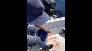 38lb cobia fight finale