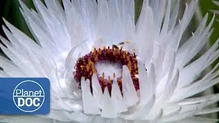 Cape Town. Floral Kingdom | Nature - Planet Doc Full Documentaries