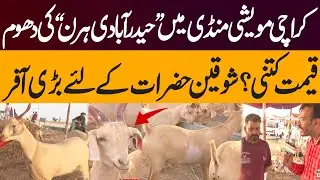Hyderabadi Deer Steals the Show |  Karachi Cattle Market | Big Offer for Enthusiasts