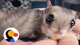 Flying Squirrel Rescued In Hurricane Loves His New Mom | The Dodo