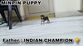 Indian champion father minpin puppy for sale #pets #indian #champion #minpin