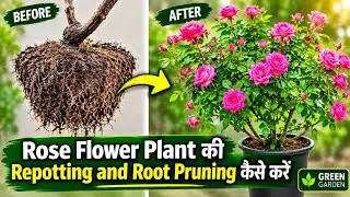Rose Flower Plant की Repotting and Root Pruning कैसे करें ? Best time to Repotting of Rose Plants.