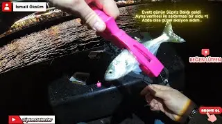 Lrf ile Balık avı Çinekop İzmarit İstarvit #fishing #çinekop #izmarit #istarvit 10.01.2026