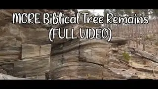 MORE Biblical Tree Remains FULL VIDEO   Hangman1128   Ancient Giant Petrified Trees Truth Exposed