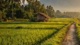 Tanaman Habis di Guyur Hujan | Replay Live
