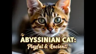 Pilot: Discover the Abyssinian Cat: The Playful Feline with Ancient Roots