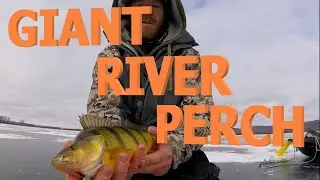 Jumbo Mississippi River Backwater Perch | Finding Mississippi River Perch | Giant River Perch