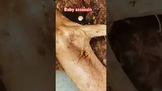 Baby assassin #fyp #shorts #baby #assassin #tiny #zoolife #adorable #cute #beautiful #nature #beauty