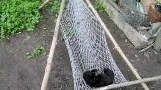 tripod seat (сиденье из гамака)