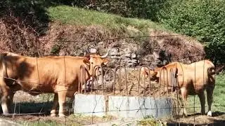 EL CHURR&Oacute;N DE BORLE&Ntilde;A 2018