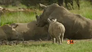 'Trophy' Documentary on Big-Game Hunting