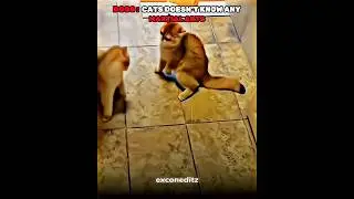 Cats martial arts☠️#edit #shorts #cat