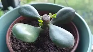 Cum stimulezi ramificarea la Copacul Banului? Tundere si Inmultire Crassula Ovata