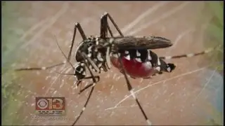 Maryland Officials Discuss Zika Virus Prevention