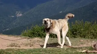 Exploring the Majestic Kangal Dog: History & Popular Culture