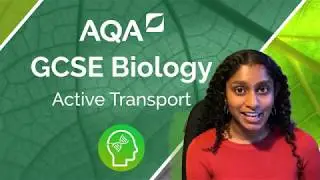 AQA GCSE Biology: Active Transport