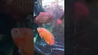 Phnompenh  Aquarium Rare Fishes 🐠 / Pets Market - Cambodia 