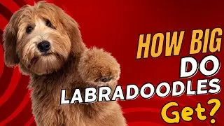 How Big Do Labradoodles Get? 🐾📏