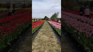 Tulip Farm, Family Day 👪#tulips #tulipfarm