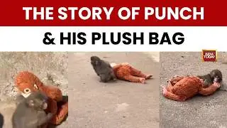 Viral Monkey Video: Abandoned Baby Macaque Punch Finds Comfort In Stuffed Toy, Wins Hearts Globally