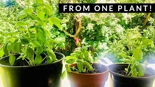 How to REPOT, REPLANT & GROW Basil from ONE Store Plant | Transplant & Harvest Basil Cuttings
