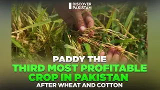 Paddy The Third Most Profitable Crop in Pakistan After Wheat and Cotton | Discover Pakistan TV