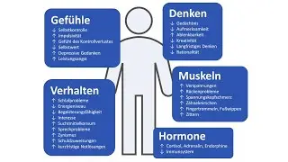 Stress-Symptome (kurzfristige Folgen von Stress)