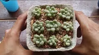 UPDATE AFTER TWO YEARS ON GRAPTOPETALUM MENDOZAE AND THE PAPERCRETE POT