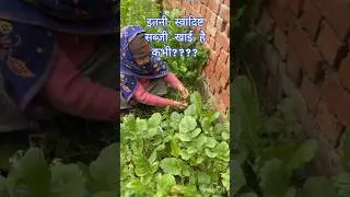 क्या खाई हैं अपने भी ये सब्जी #harvest #gardening #homegarden #organic #freshvegetables #vegetables
