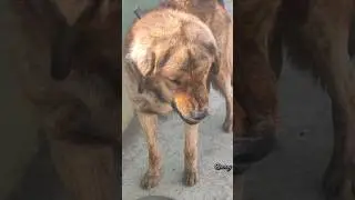 Angry Dog Face🔥#shorts#dog#dogs