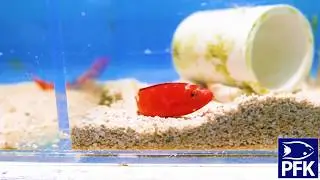 New shipment of amazing fish from the Philippines 15 Sept 17