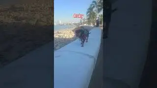 Muchas gracias por su apoyo, seguiremos subiendo m&aacute;s videos de roky 🤗🐕