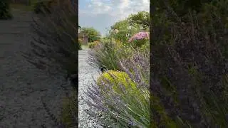 This lavender hedge borders the cut flower garden and it&rsquo;s constantly filled with pollinators