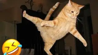 Vídeos divertidos de ANIMALES gatos y perros 
