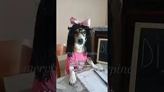 Corso di disegno🖍🗒 #jackrussell #comedy #merybijouesciarpina #disegno