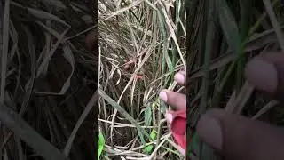 🌾⚠️ 