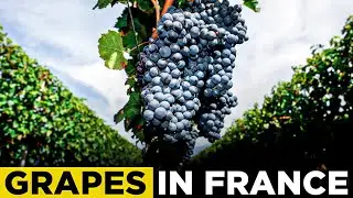 Harvest Grapes in France