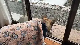 雪の日の おこげさん