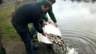 Magiscroft Fishery Main Loch stocking 9th December 2009 second video