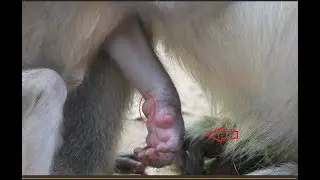 OMG! Aiden's arm so hurt, It is very hurt baby monkey Aiden, It cries cos hurt