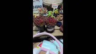 혜인짱 다육 라이브 방송