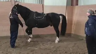 Juan Romero at Katrin Wallberg's Riding Academy North in Umeå, November 2019