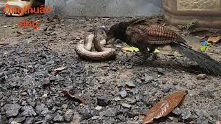 Tiger snake hunting, buffalo tiger