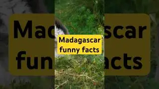 Discover Madagascar's Quirky Animal Kingdom! #Madagascar #Lemurs #Wildlife #AnimalKingdom #travel