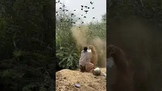 Kingfisher Black Birds Hunting 🐧 #birds #hunting #wildlifeentertainment