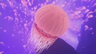 Into the Blu An Underwater VR Experience