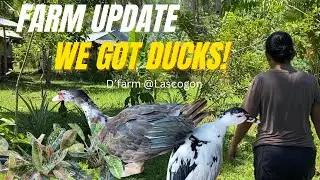 FARM LIFE UPDATE! 🌾 | New Shed, Ducks & Festive Lights ✨”