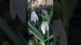 Прийшла весна. Просто підсніжники. #рекомендації #ukraine #підсніжник #snowdrops