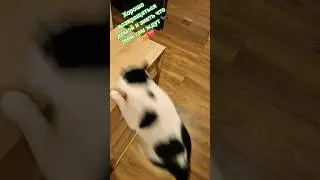 Statham on waiting 🐈&zwj;⬛😻❤️ #popular #humor #catvideos #cat #memes #cat #recommendations #mem