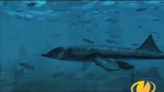 Cocodrilo Metriorhynchus casamiquela